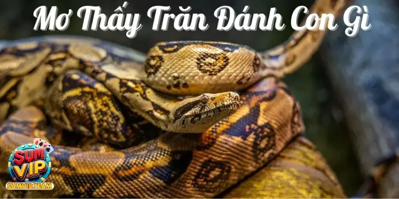 Mơ thấy con trăn quấn quanh người